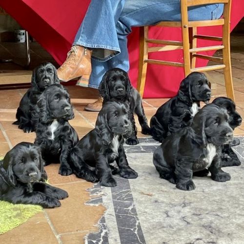 Chiot cocker spaniel anglais né le 17/05/25 #0