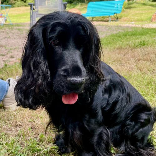 Chiot cocker spaniel anglais né le 17/05/25 #3