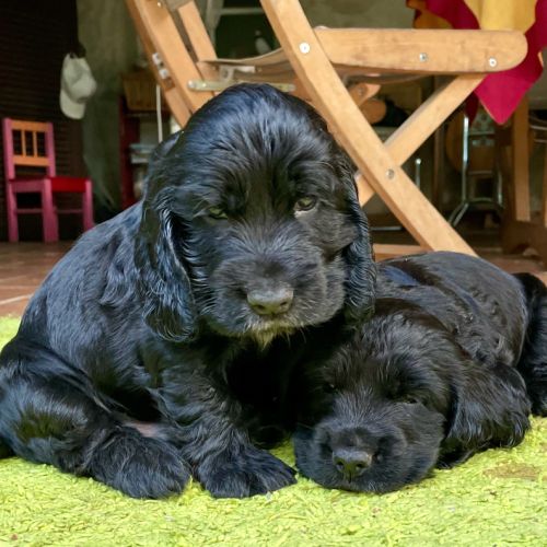 Chiot cocker spaniel anglais né le 17/05/25 #4