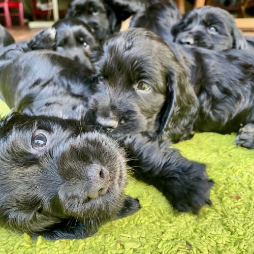 Chiot cocker spaniel anglais né le 17/05/25 #5