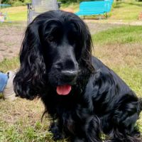 Chiot cocker spaniel anglais né le 17/05/25 #3