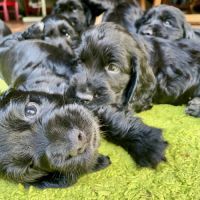 Chiot cocker spaniel anglais né le 17/05/25 #5