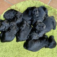 Chiot cocker spaniel anglais né le 17/05/25 #6