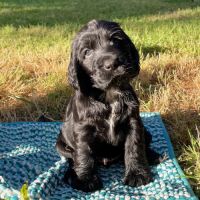 Chiot cocker spaniel anglais né le 17/05/25 #7