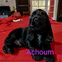 Chiot cocker spaniel anglais né le 17/05/25 #8