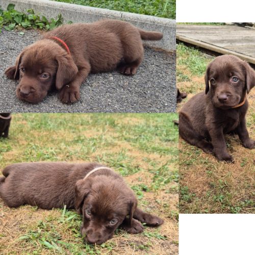 Chiots labrador chocolat lof #1