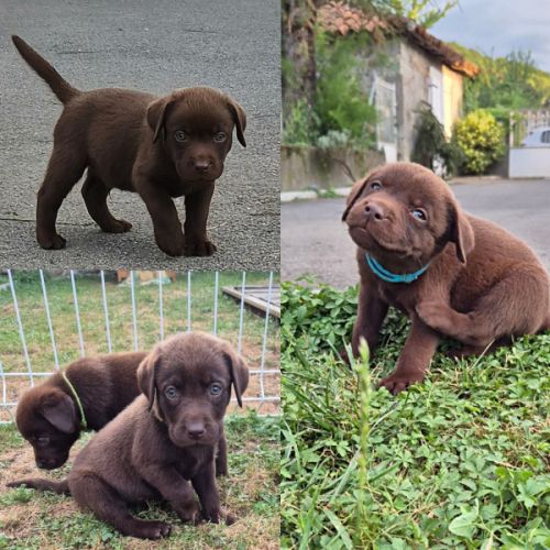Chiots labrador chocolat lof