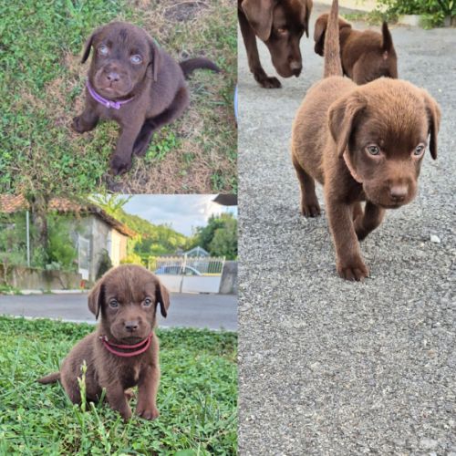 Chiots labrador chocolat lof #3