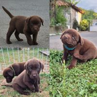 Chiots labrador chocolat lof
