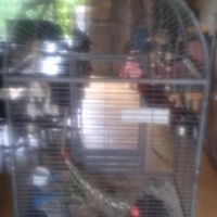 Eclectus femelle 5 mois eam avec sa cage neuf #1