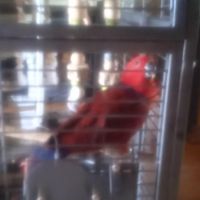 Eclectus femelle 5 mois eam avec sa cage neuf