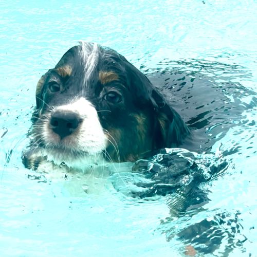 4 bb nageurs heureux #5