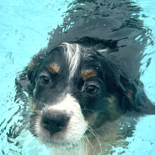 4 bb nageurs heureux #6