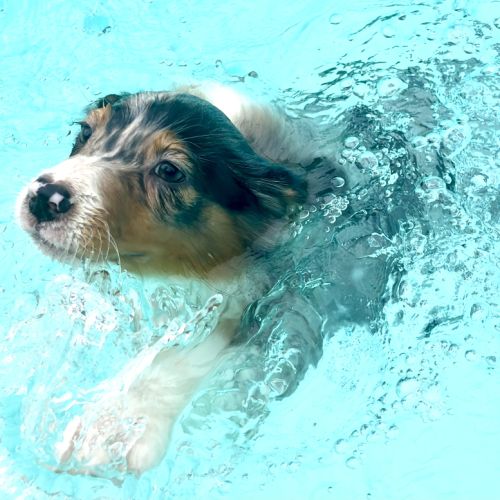 4 bb nageurs heureux