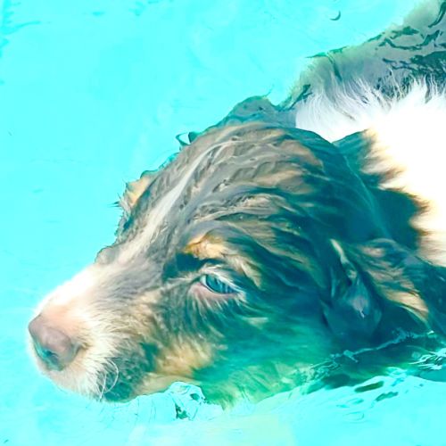 4 bb nageurs heureux #8