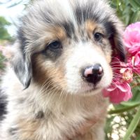 4 bb nageurs heureux #2