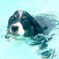 4 bb nageurs heureux #5