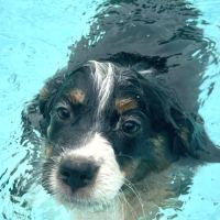 4 bb nageurs heureux #6