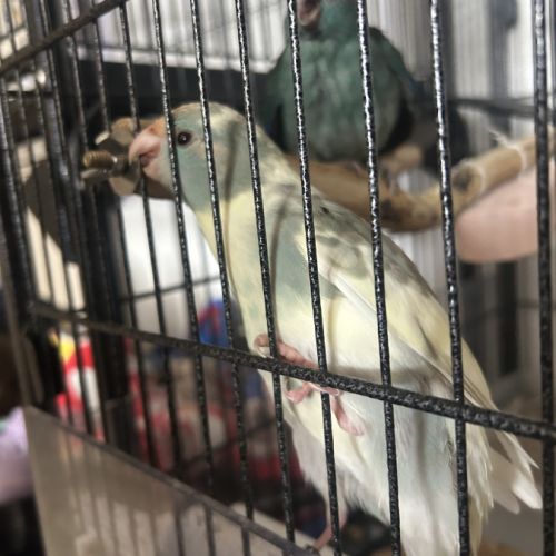 Perruches kakariki eam #1