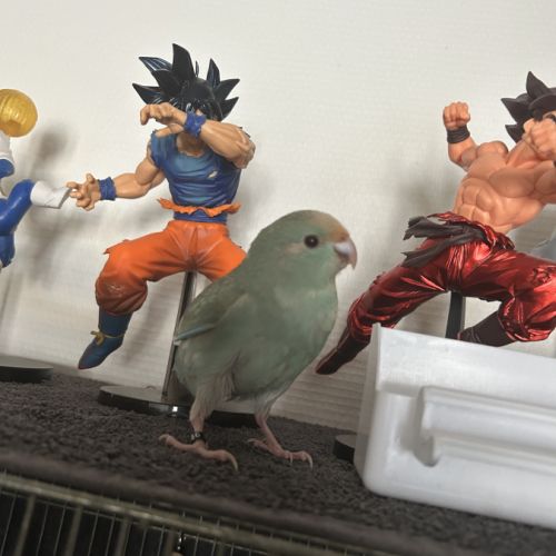 Perruches kakariki eam #3