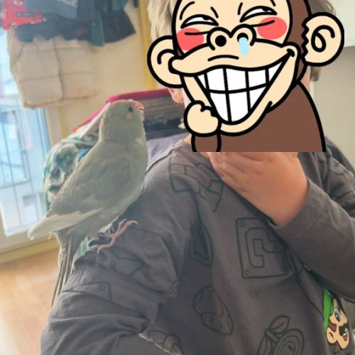 Perruches kakariki eam #5