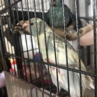 Perruches kakariki eam #1