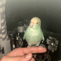 Perruches kakariki eam #2