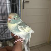 Perruches kakariki eam