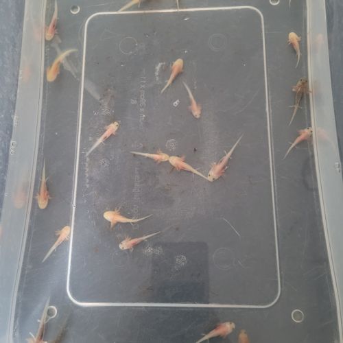 Axolotl à vendre #1