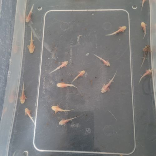 Axolotl à vendre #2