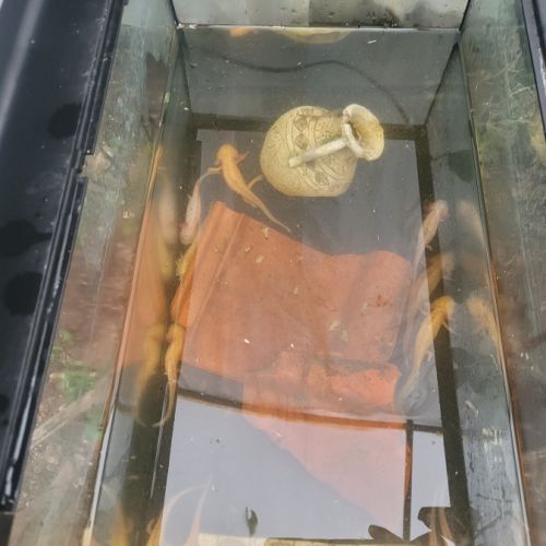 Axolotl à vendre #1