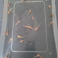 Axolotl à vendre #1