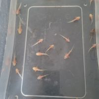 Axolotl à vendre #2