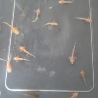 Axolotl à vendre