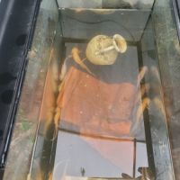 Axolotl à vendre #1