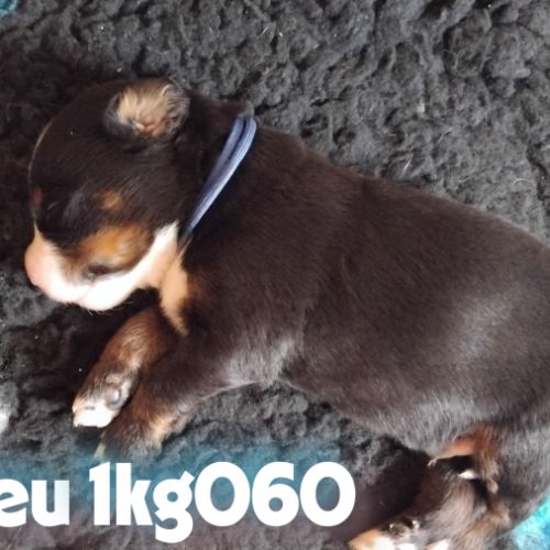 A reserver chiots bouvier bernois lof #5