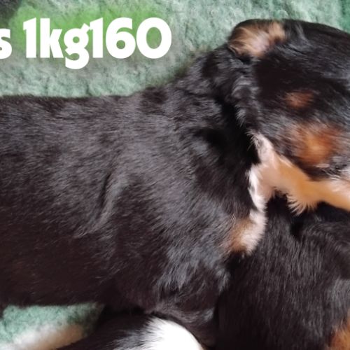 A reserver chiots bouvier bernois lof #7