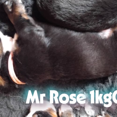 A reserver chiots bouvier bernois lof #8