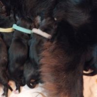 A reserver chiots bouvier bernois lof #1