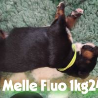 A reserver chiots bouvier bernois lof #2