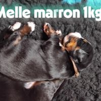 A reserver chiots bouvier bernois lof #3