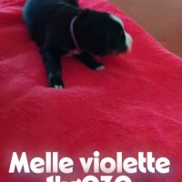 A reserver chiots bouvier bernois lof #4