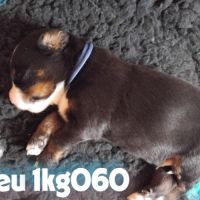 A reserver chiots bouvier bernois lof #5