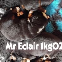 A reserver chiots bouvier bernois lof #6