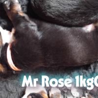 A reserver chiots bouvier bernois lof #8