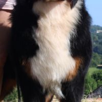 A reserver chiots bouvier bernois lof