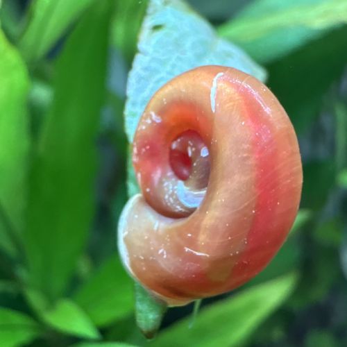 Planorbes oranges #1