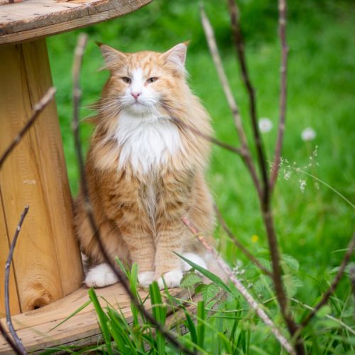 Chatons norvégiens disponibles pour fin août #1