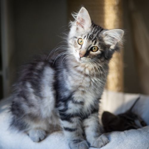 Chatons norvégiens disponibles pour mi septembre #1