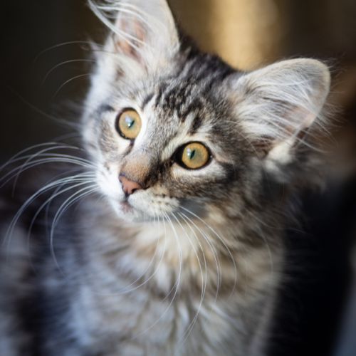 Chatons norvégiens disponibles pour mi septembre #2